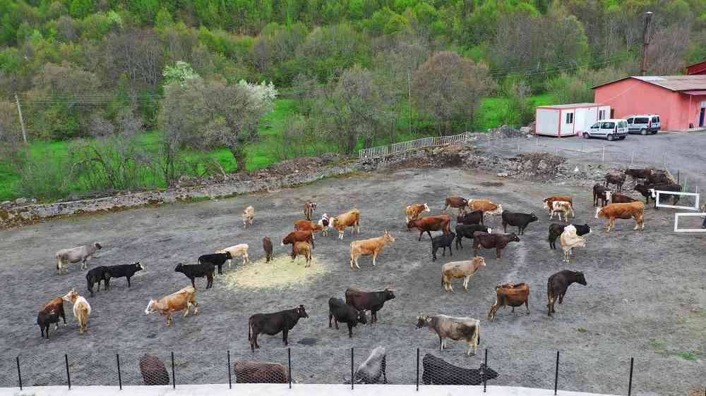 HAYVAN BESİCİLERİNİN GÖZLERİ ARKADA KALMIYOR
